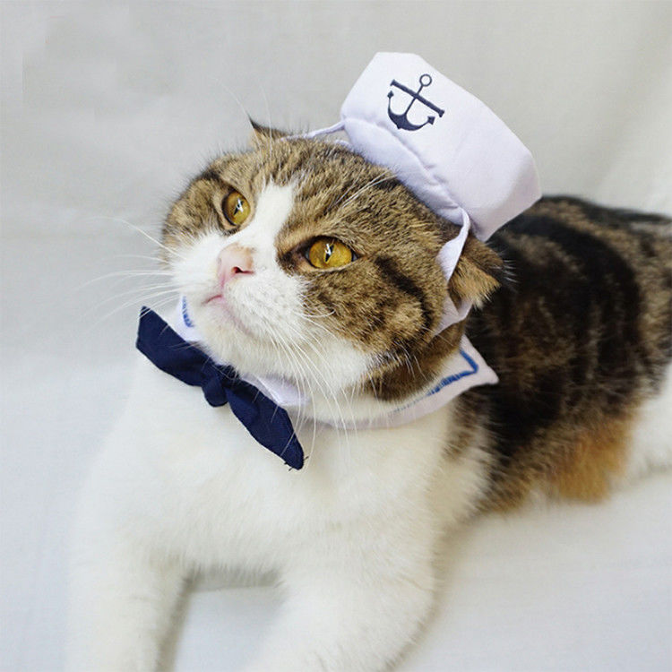 Καθορισμένες γάτες ναυτικού που φορούν αξιαγάπητο μοντέρνο ενδυμάτων οποιοδήποτε λογότυπο διαθέσιμο προμηθευτής