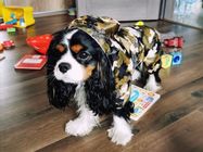 Αντανακλαστικό παλτό βροχής σκυλιών κουταβιών μικρό, μαλακό αναπνεύσιμο αδιάβροχο σακάκι σκυλιών προμηθευτής